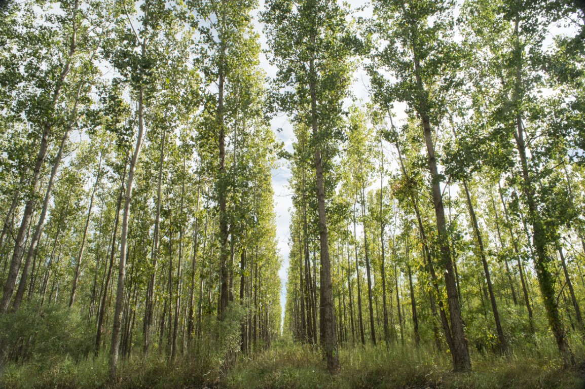 Green Trees October 2016 shoot