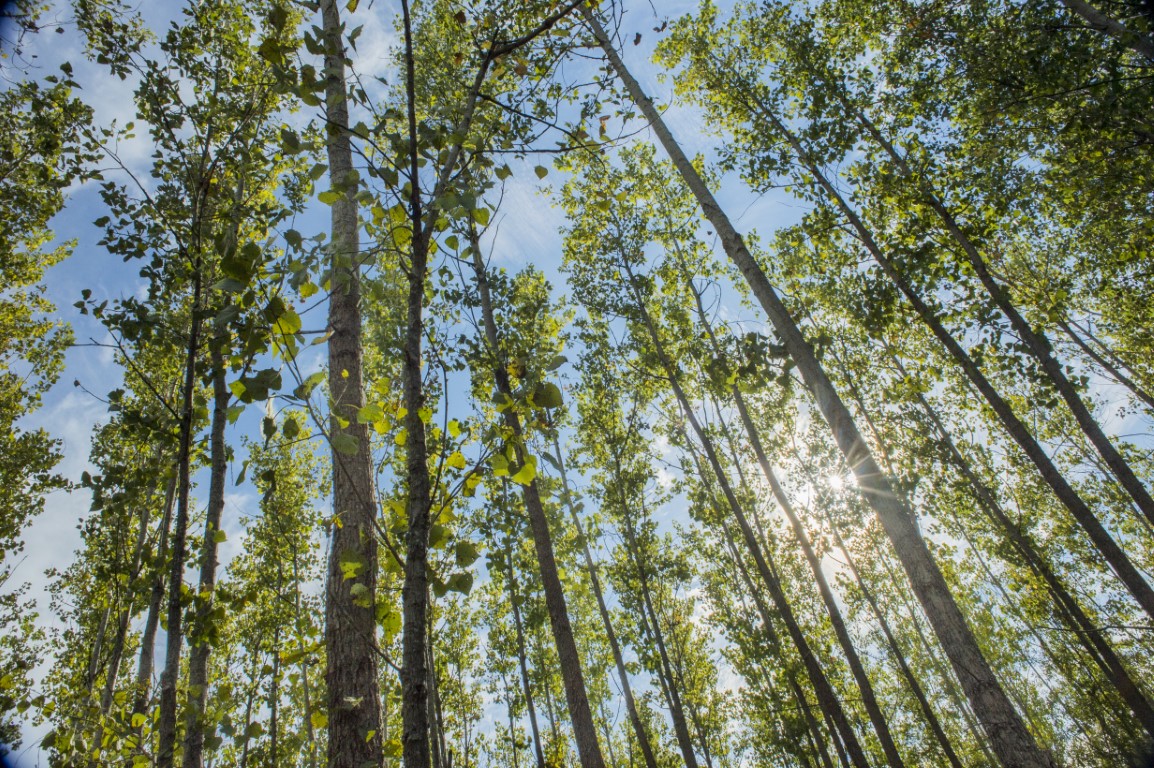 Green Trees October 2016 shoot