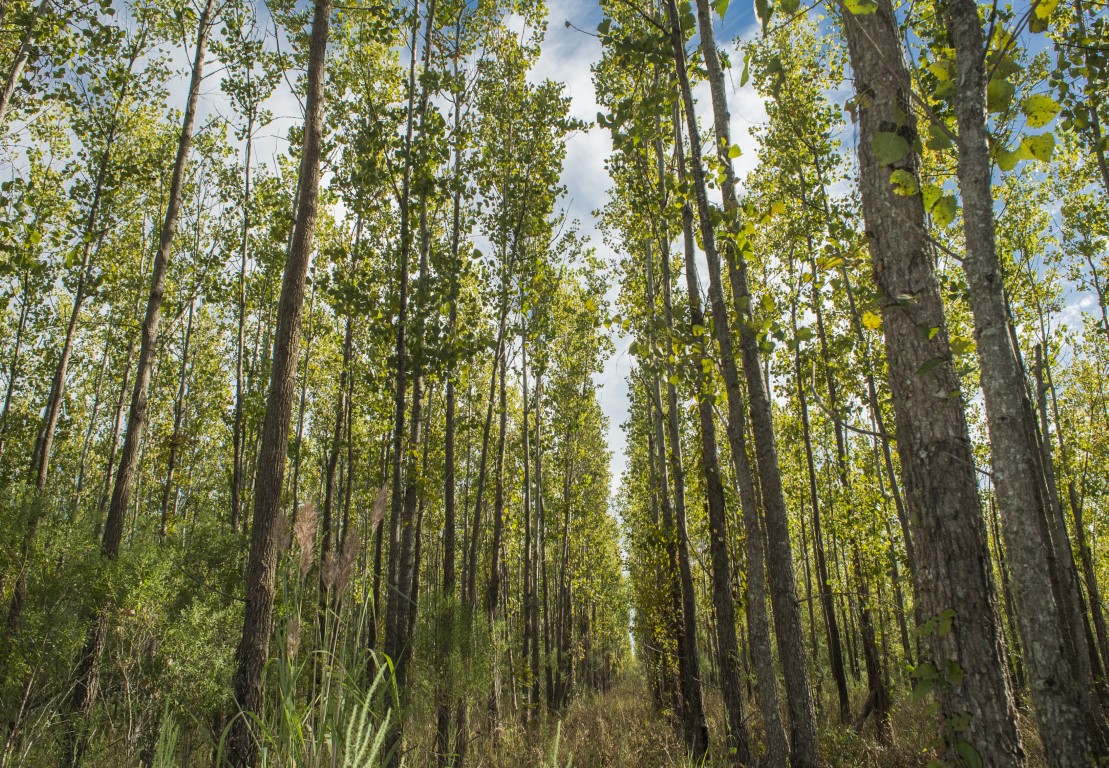 Green Trees October 2016 shoot
