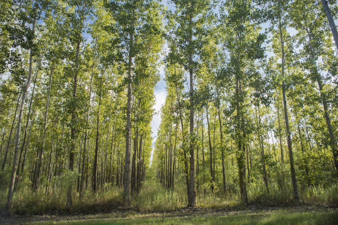 CC15089 GreenTrees ACRE Mississippi Alluvial Valley 2020 7 Medium